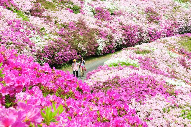 なるかわ園地のツツジの写真