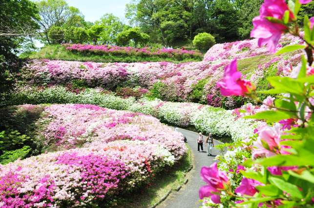 なるかわ園地のツツジの写真