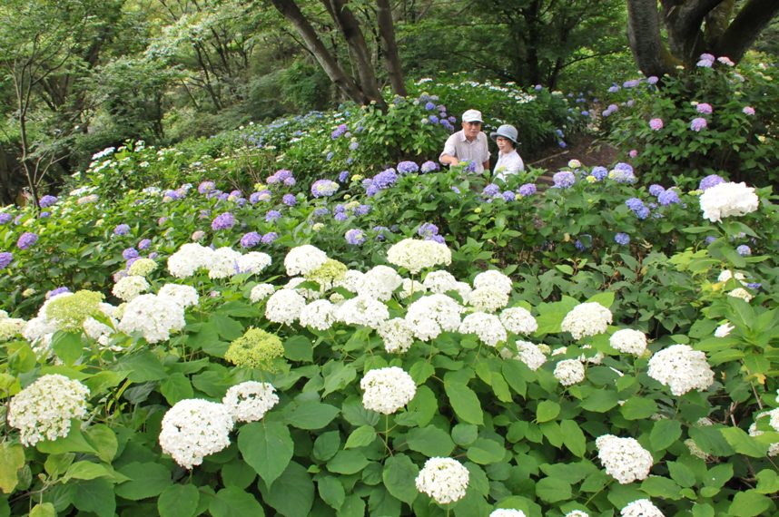 ぬかた園地のあじさいの写真1