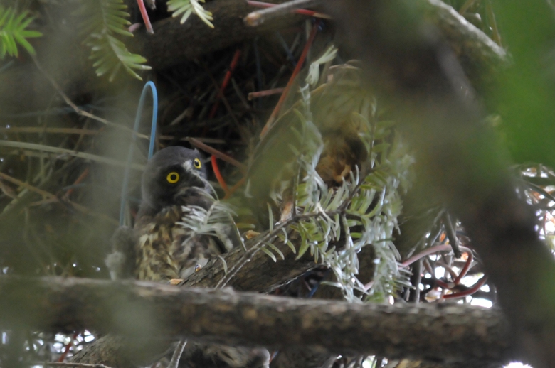 アオバズクの写真1