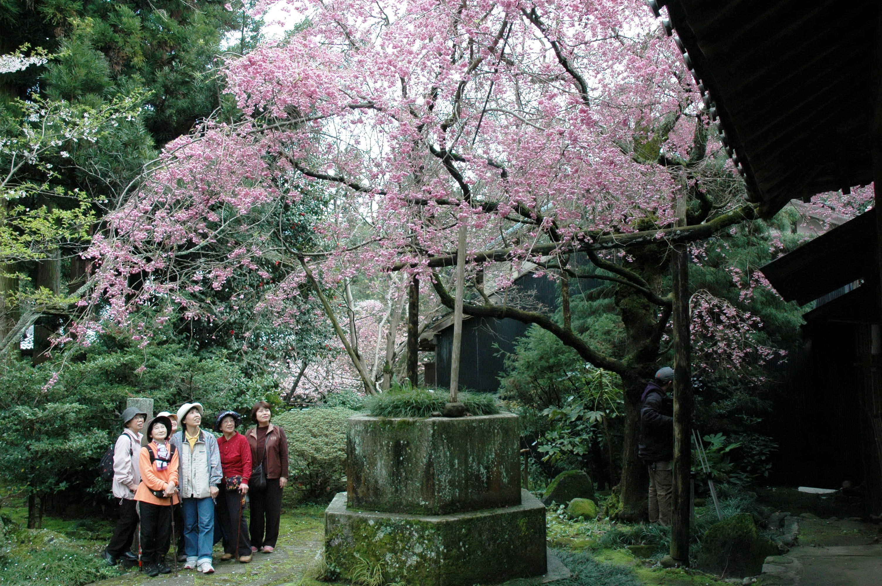 しだれ桜の写真