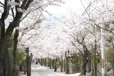 桜坂の写真