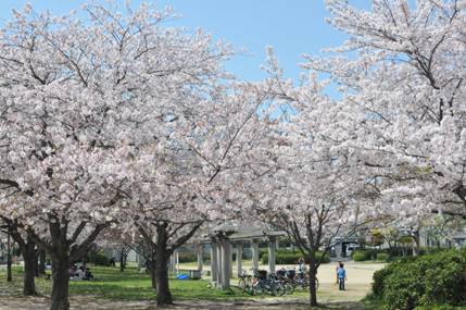 花園中央公園の桜の写真1