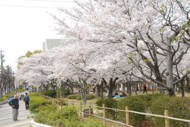 花園中央公園の桜の写真2