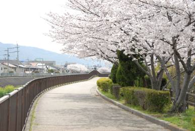 第二寝屋川沿いの桜写真