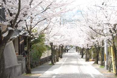 桜坂の桜の写真