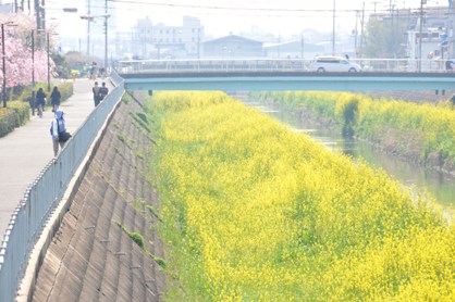 東花園の菜の花の写真1