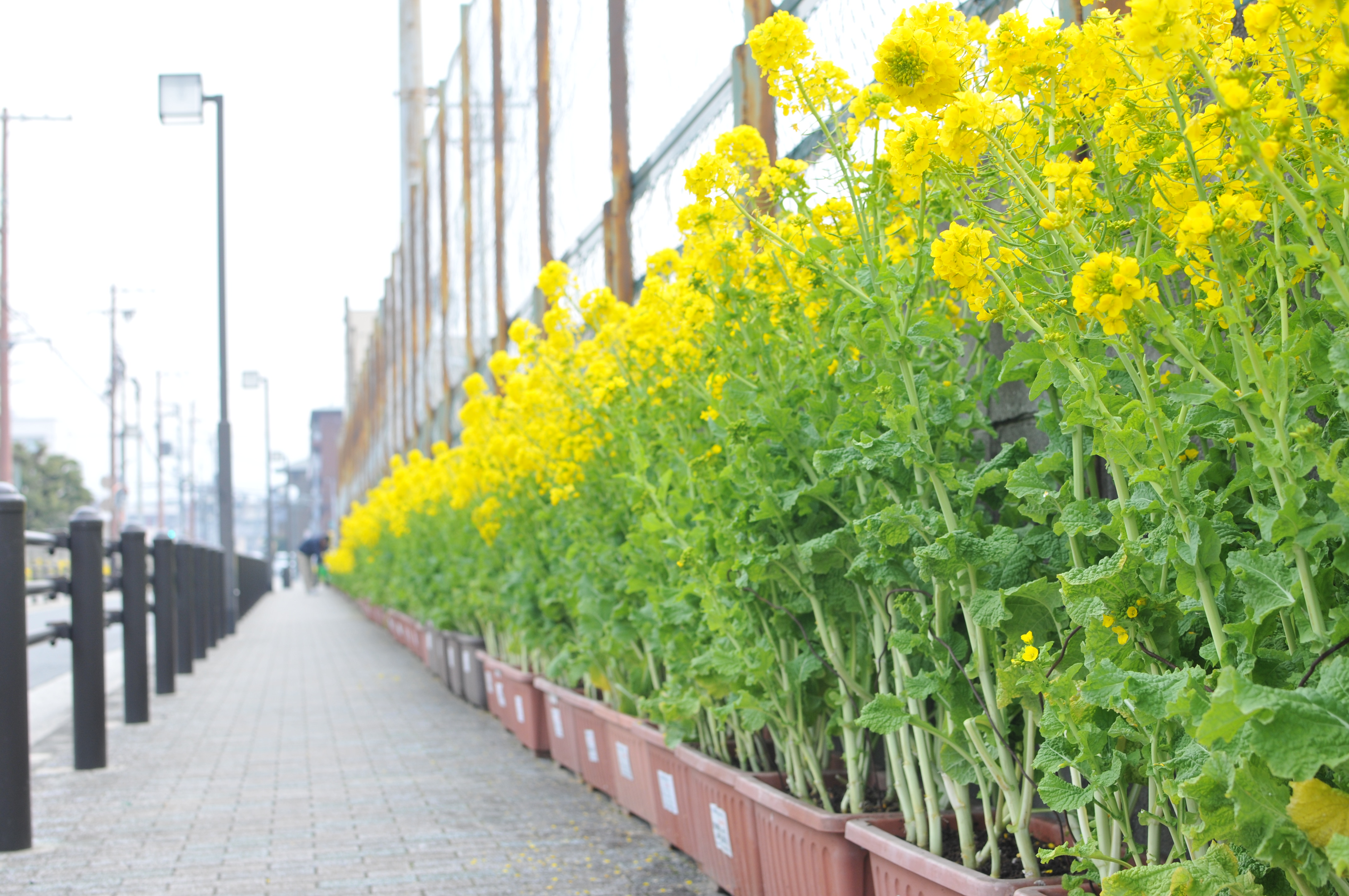 菜の花忌の写真