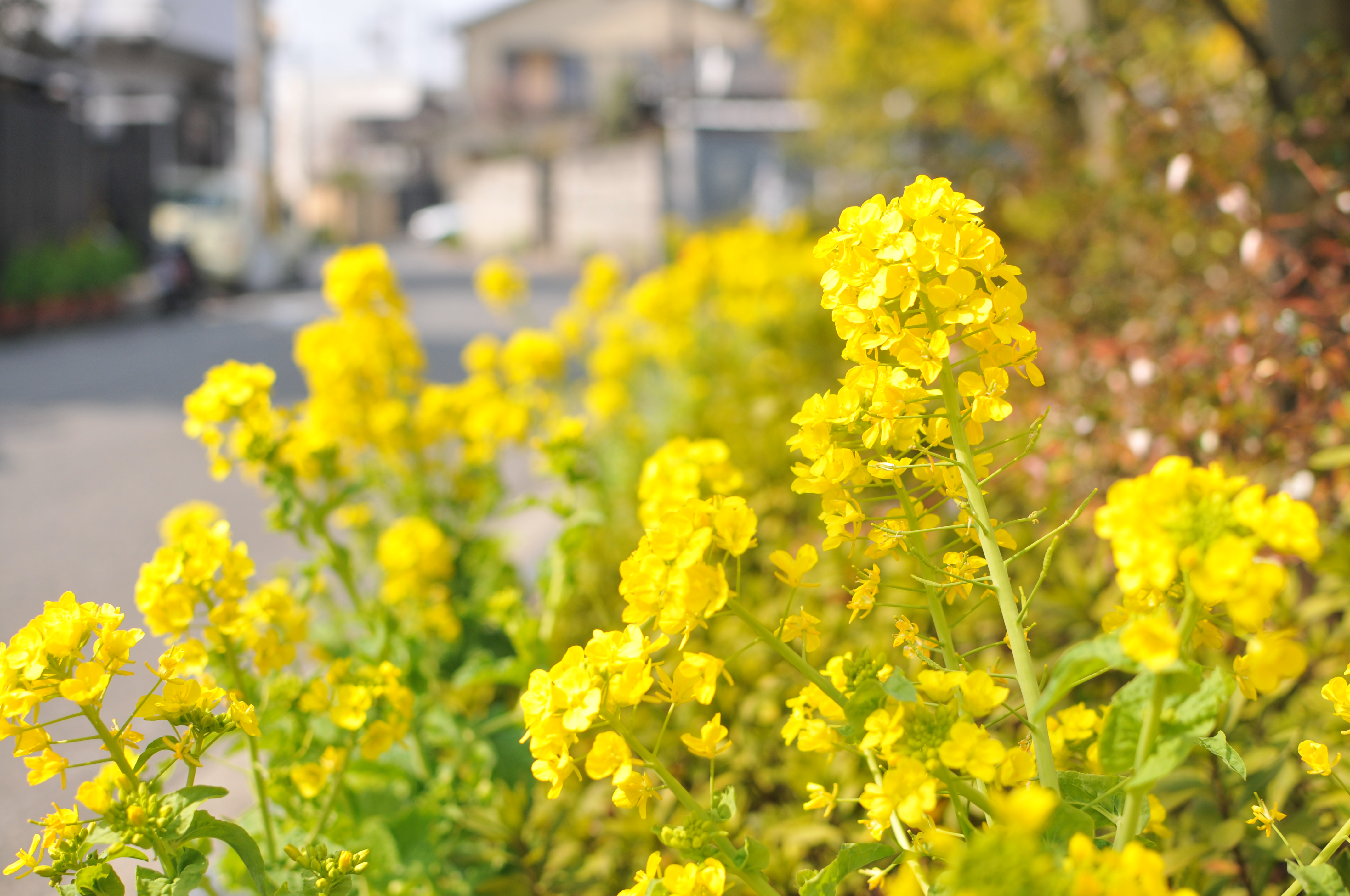 菜の花忌の拡大写真