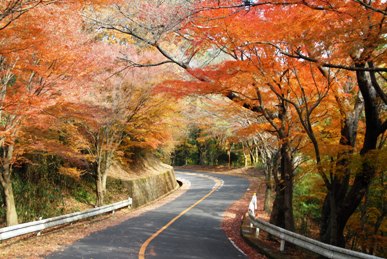 生駒山の紅葉の写真1