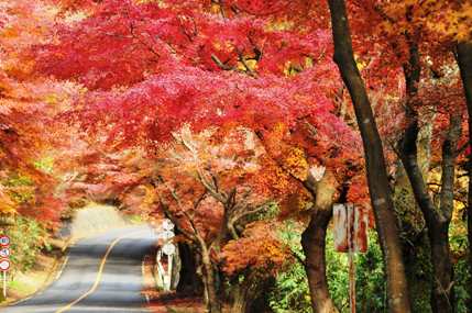生駒山の紅葉の写真2