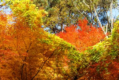 生駒山の紅葉の写真3