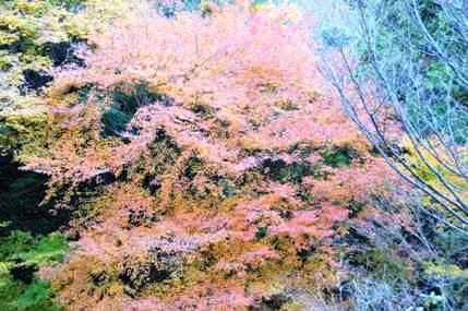 生駒山の紅葉の写真4