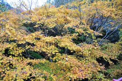 生駒山の紅葉の写真5