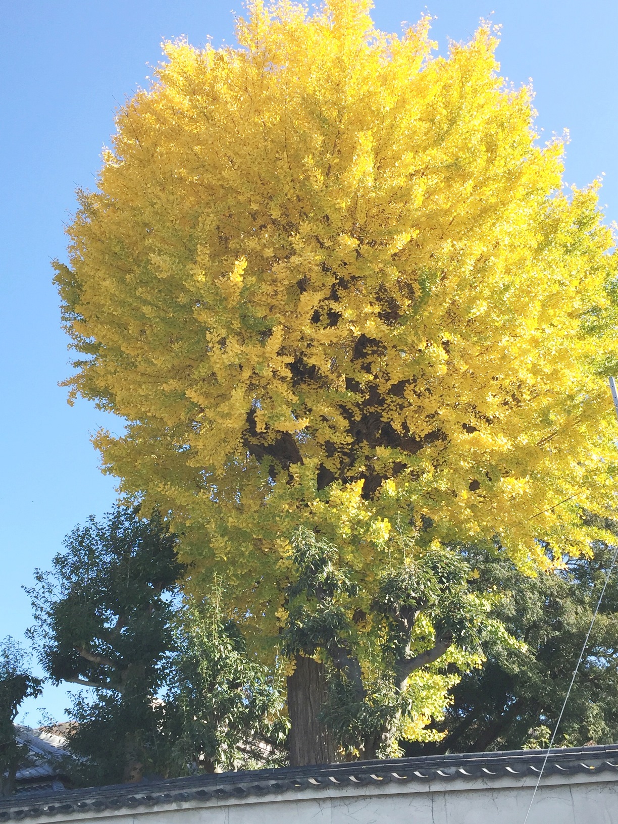 生駒山の紅葉の写真1