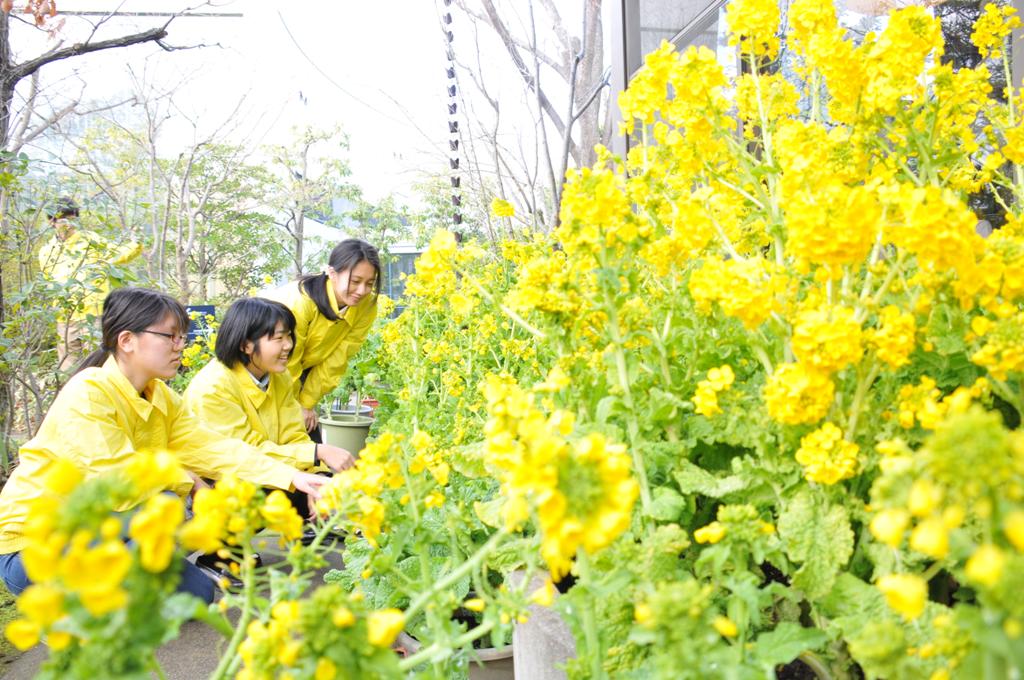 菜の花飾り付けの写真