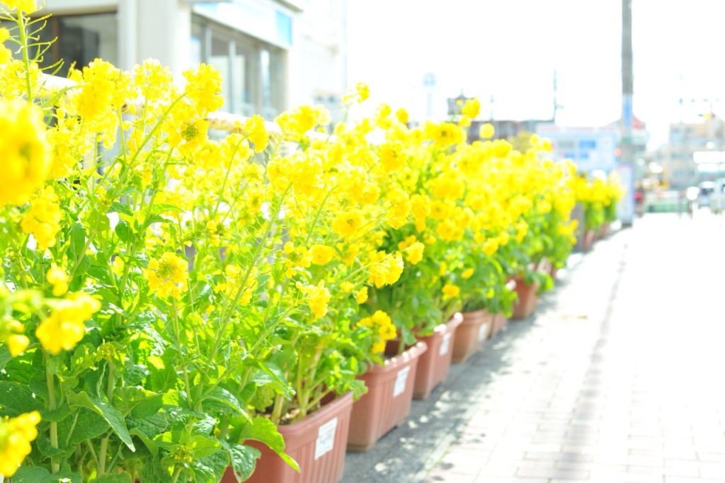 菜の花ロードの写真