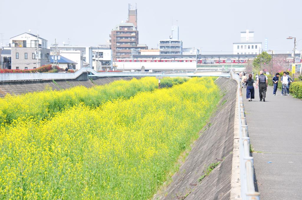 恩智川の菜の花の写真2