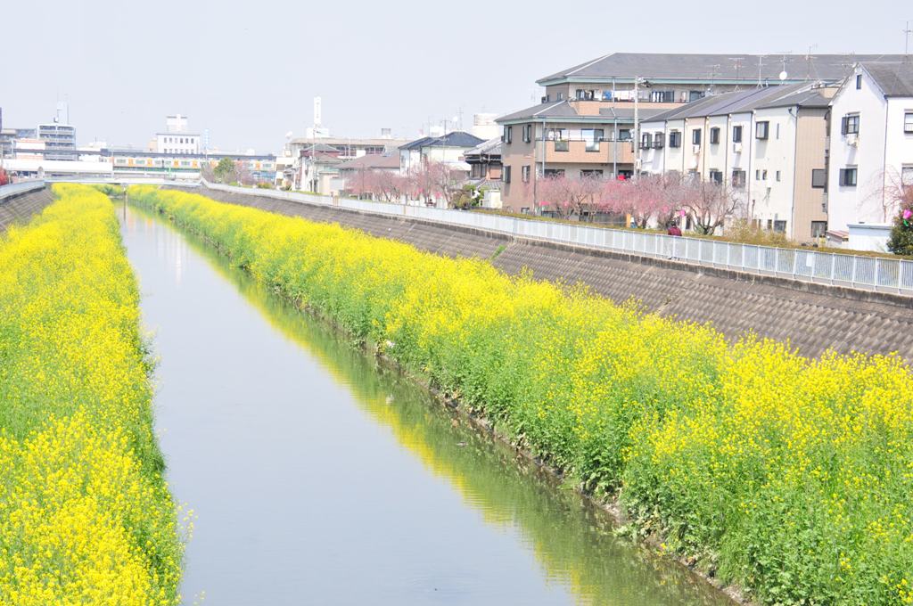 恩智川の菜の花の写真1