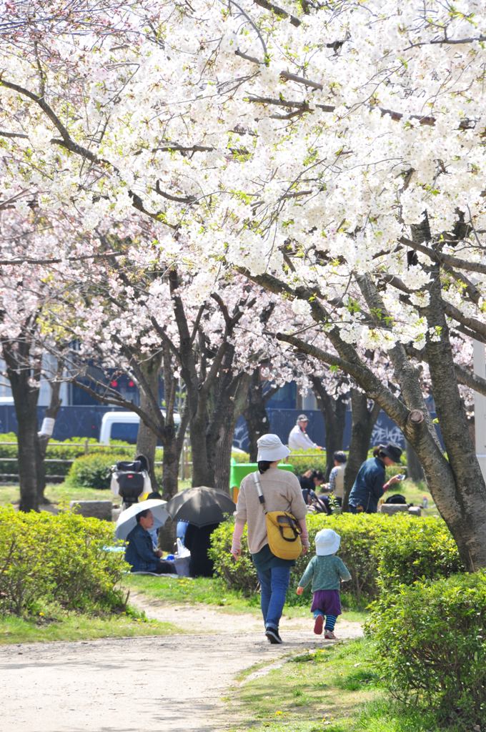 お花見や散歩を楽しんでいる写真