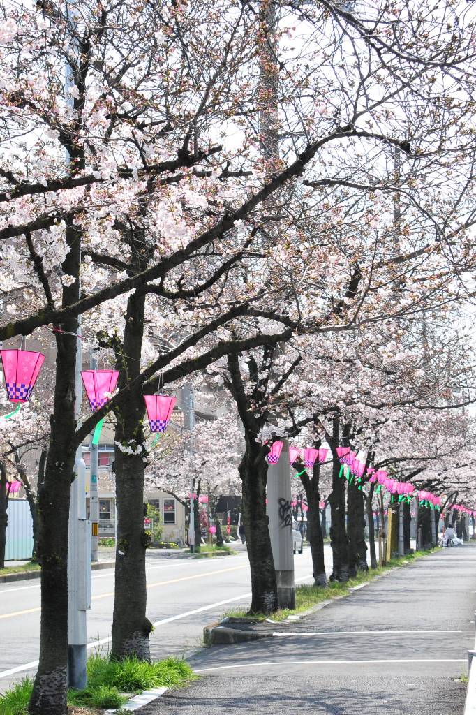 ボンボリが設置された桜の写真