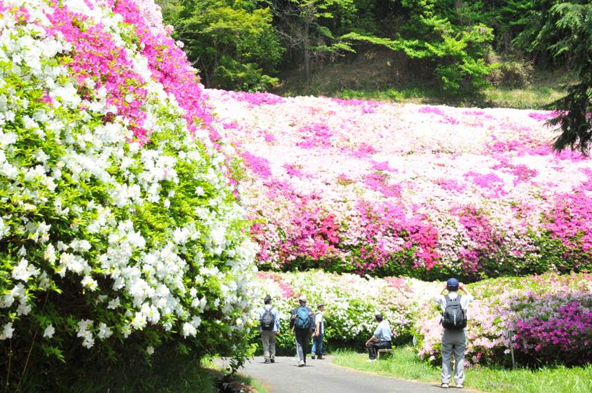 なるかわ園地のツツジの写真2