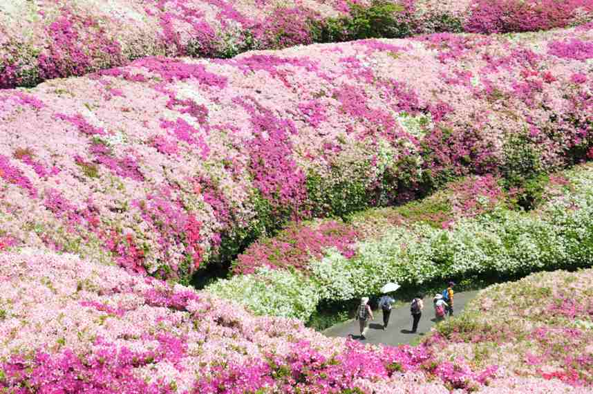 なるかわ園地のツツジの写真1