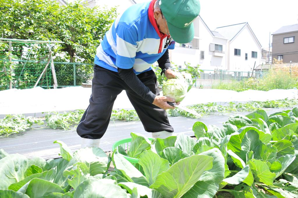 松原さんの農園でラグビーキャベツを収穫している写真