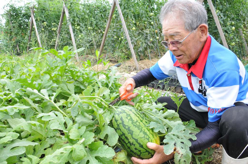 ラグビースイカ収穫の写真