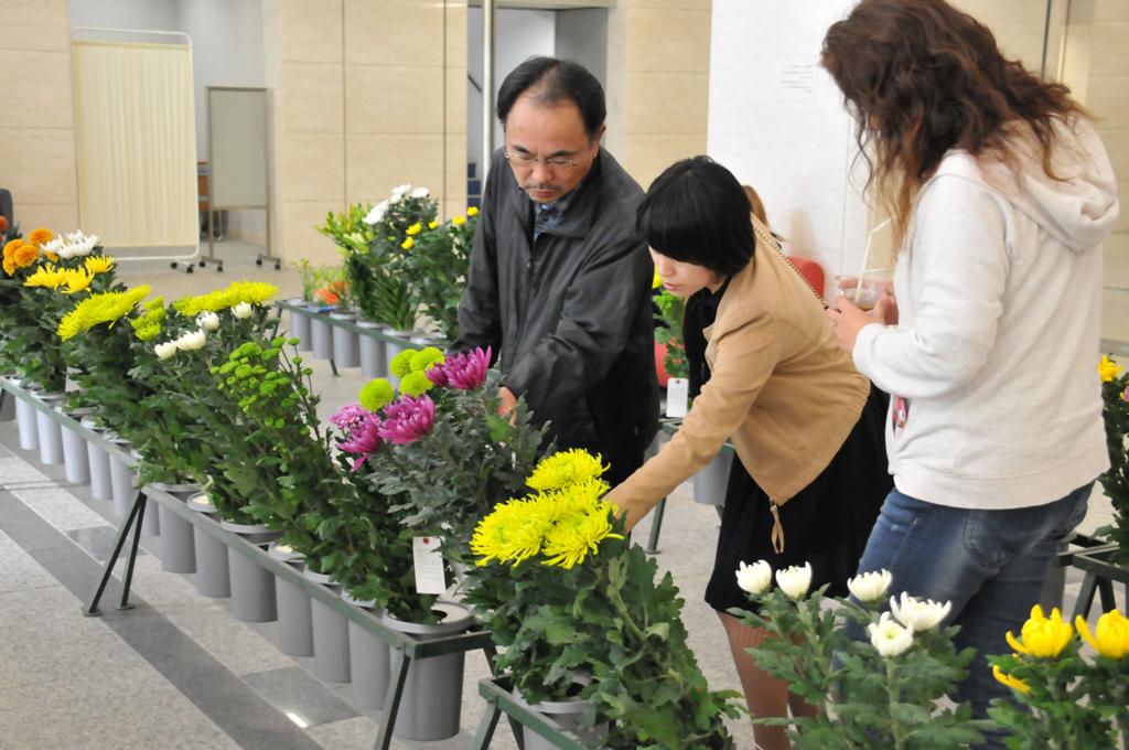 菊品評会の写真