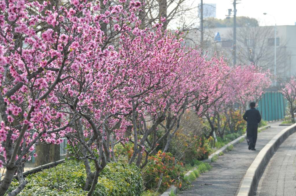 稲田桃(全体)の写真