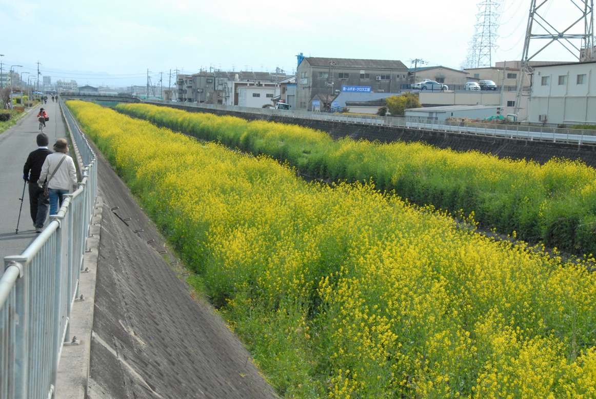 恩智川の菜の花の写真1