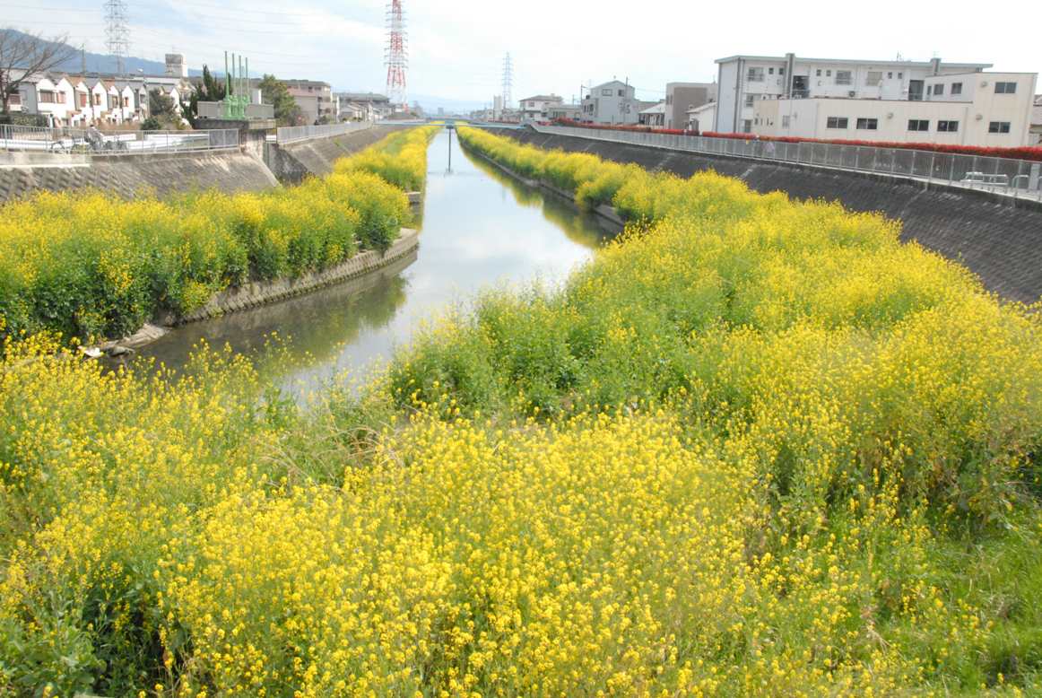 恩智川の菜の花の写真2