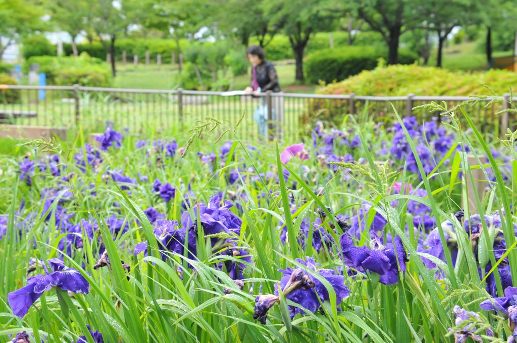 ハナショウブの写真1