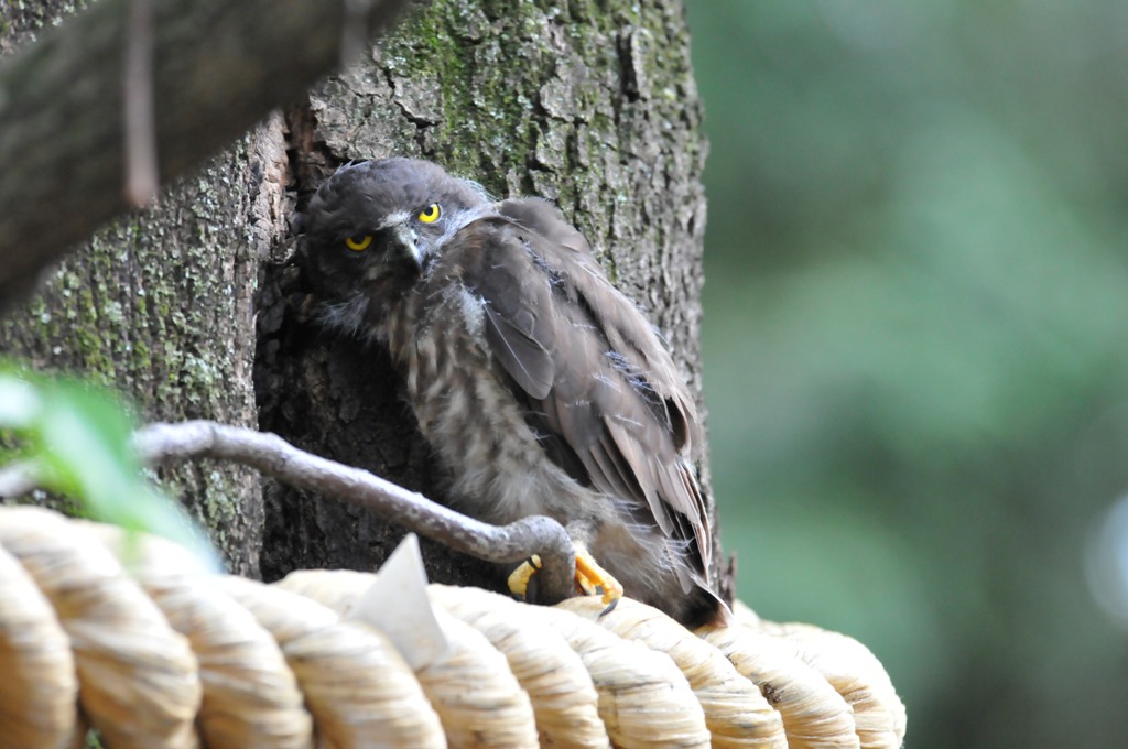 アオバズクの写真