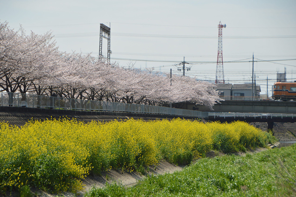 桜と菜の花と電車の写真