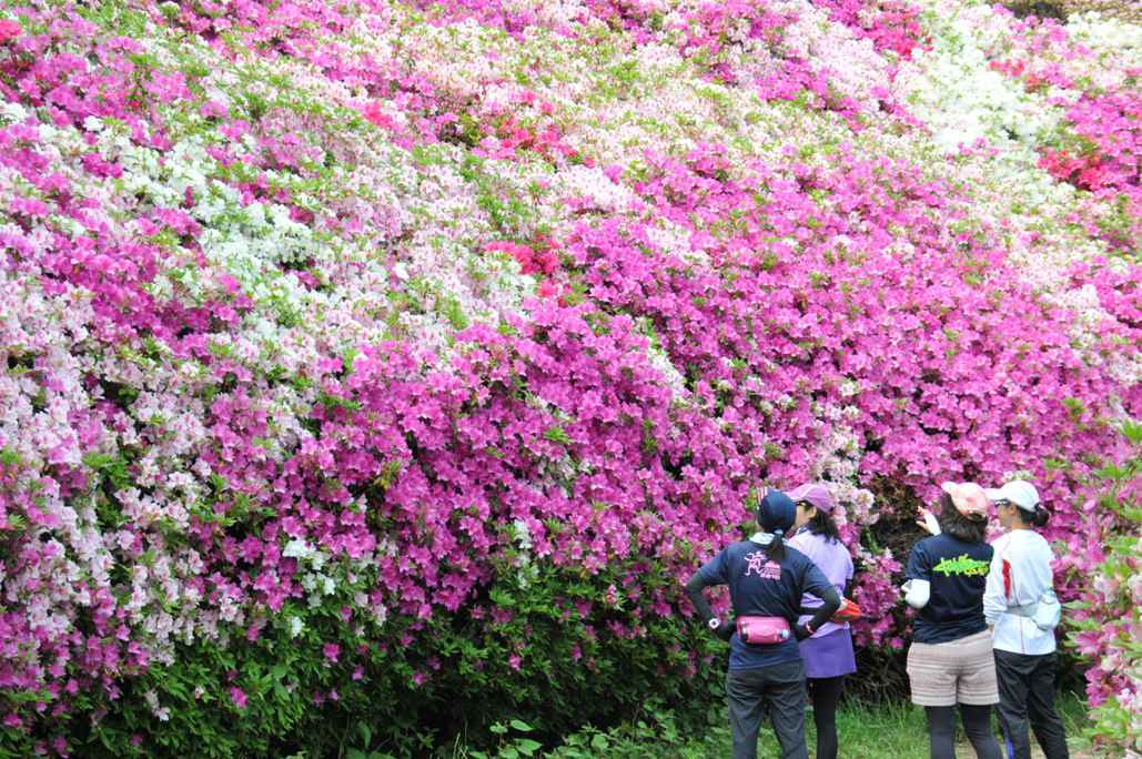 満開のツツジの壁の写真