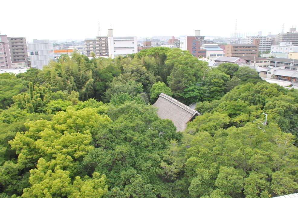 屋敷林　俯瞰の写真