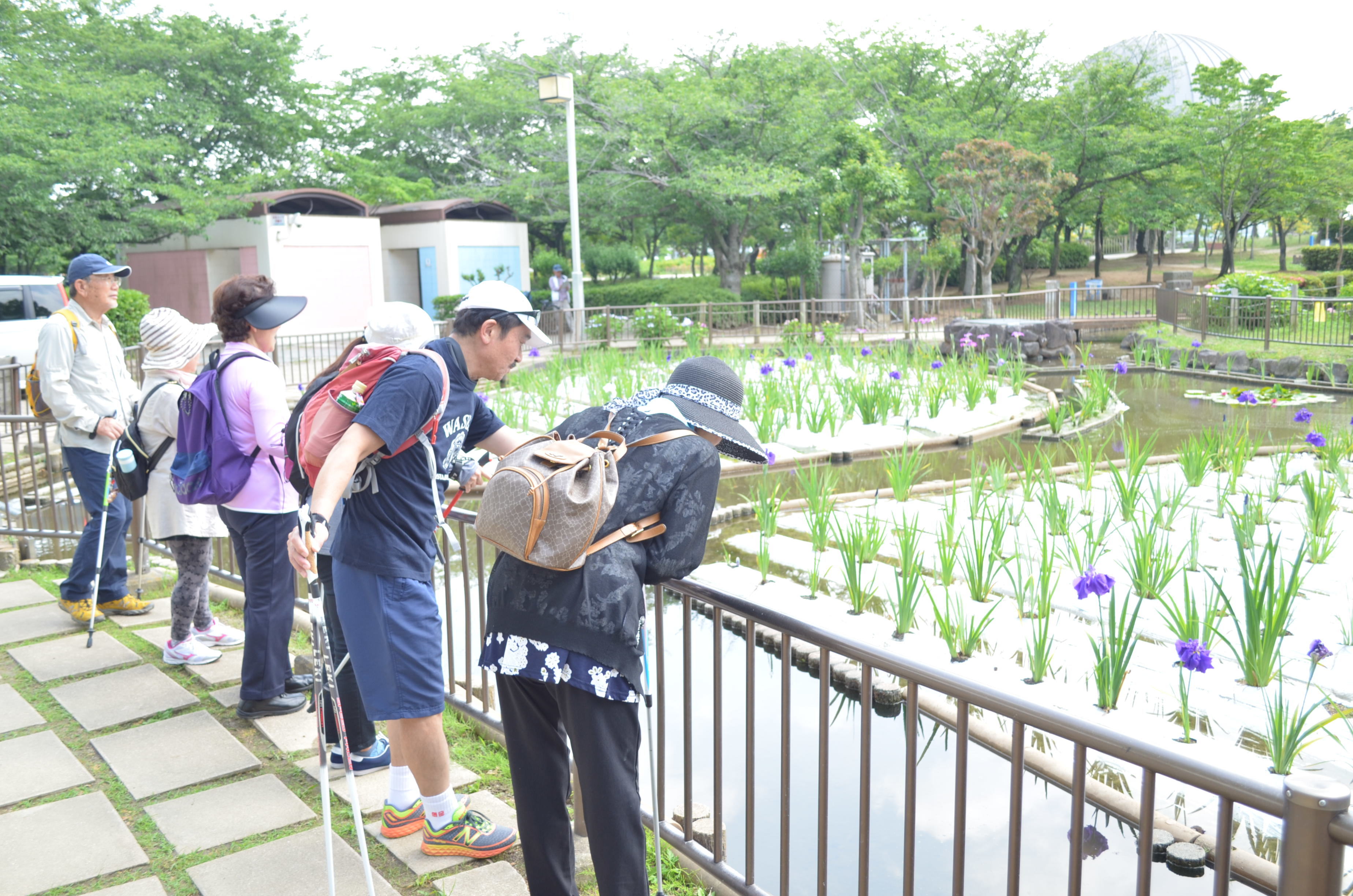 ハナショウブを眺める市民