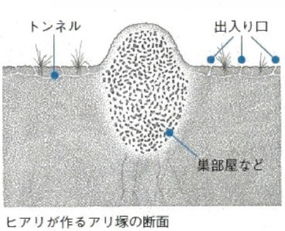 アリ塚断面図