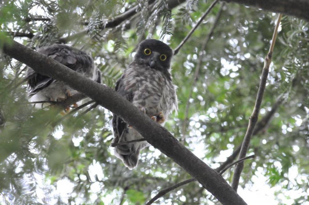 アオバズクの写真