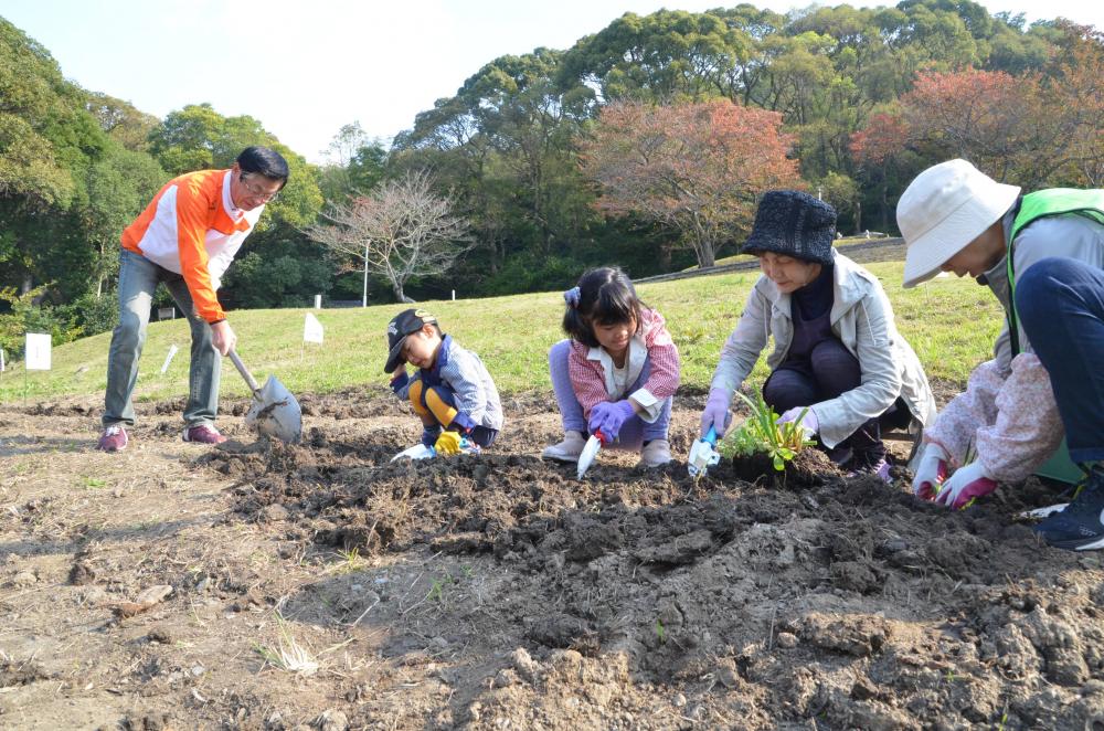 枚岡梅林で種蒔きの様子