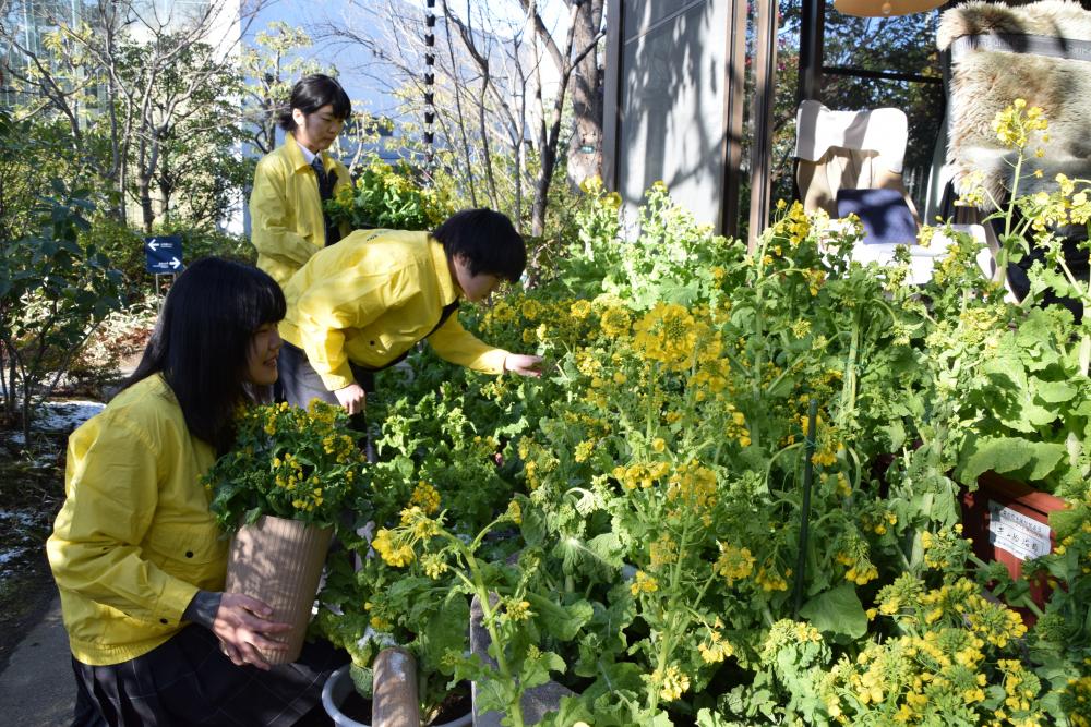 司馬遼太郎記念館での花の花設置