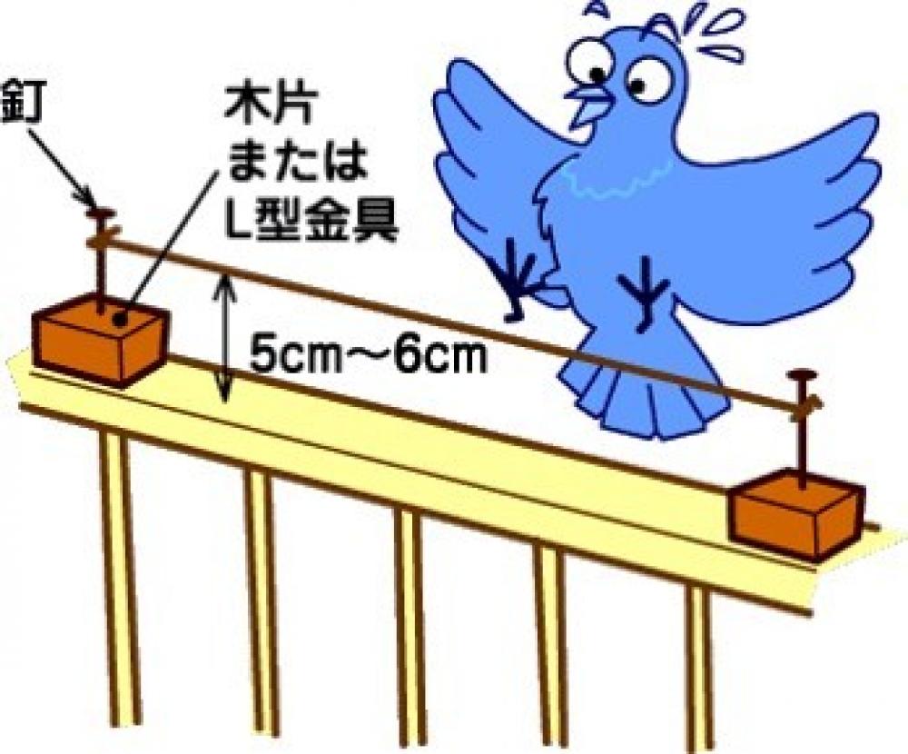 ハトの被害にお困りの方へ 東大阪市