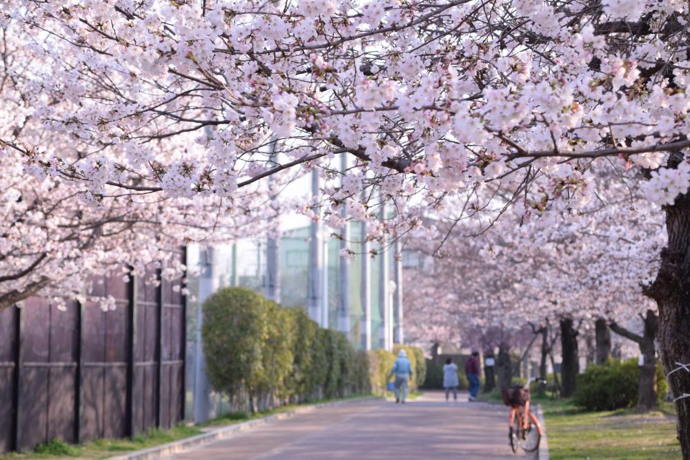 金岡公園の桜