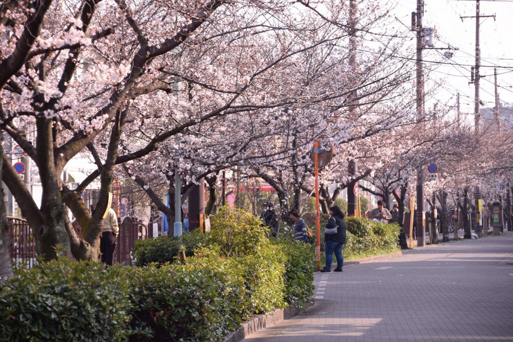 長瀬川沿いの桜