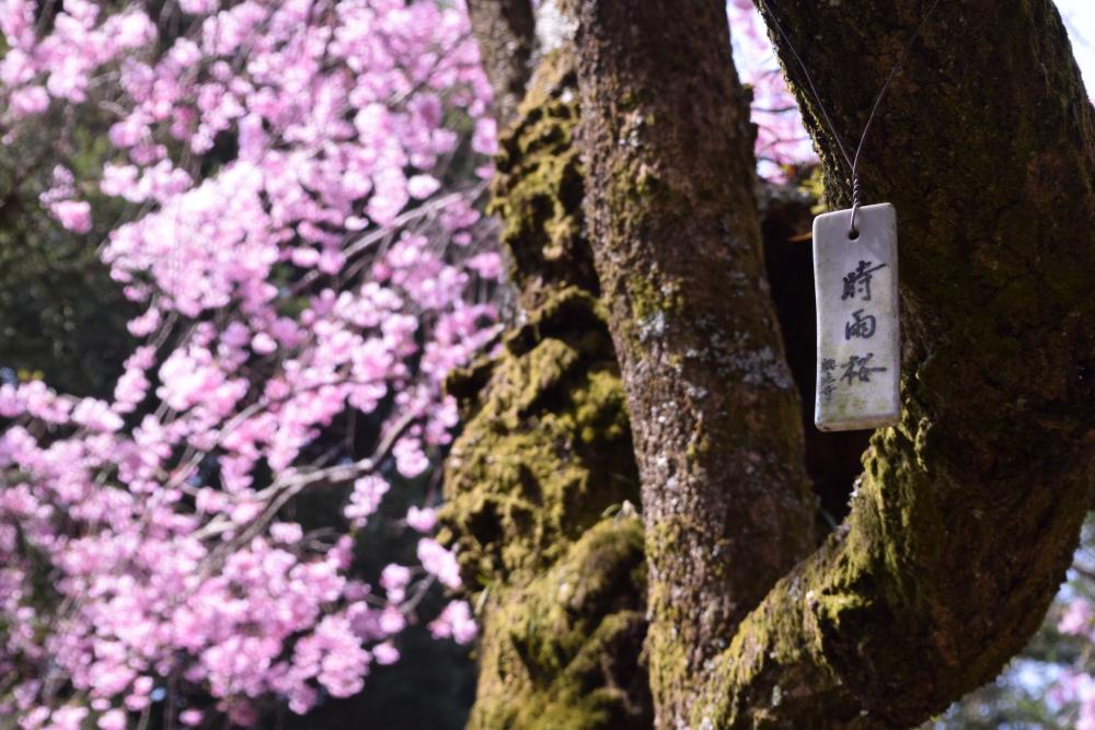 時雨桜