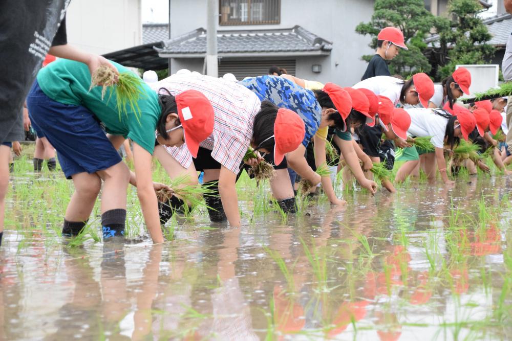 田植えに挑戦する児童