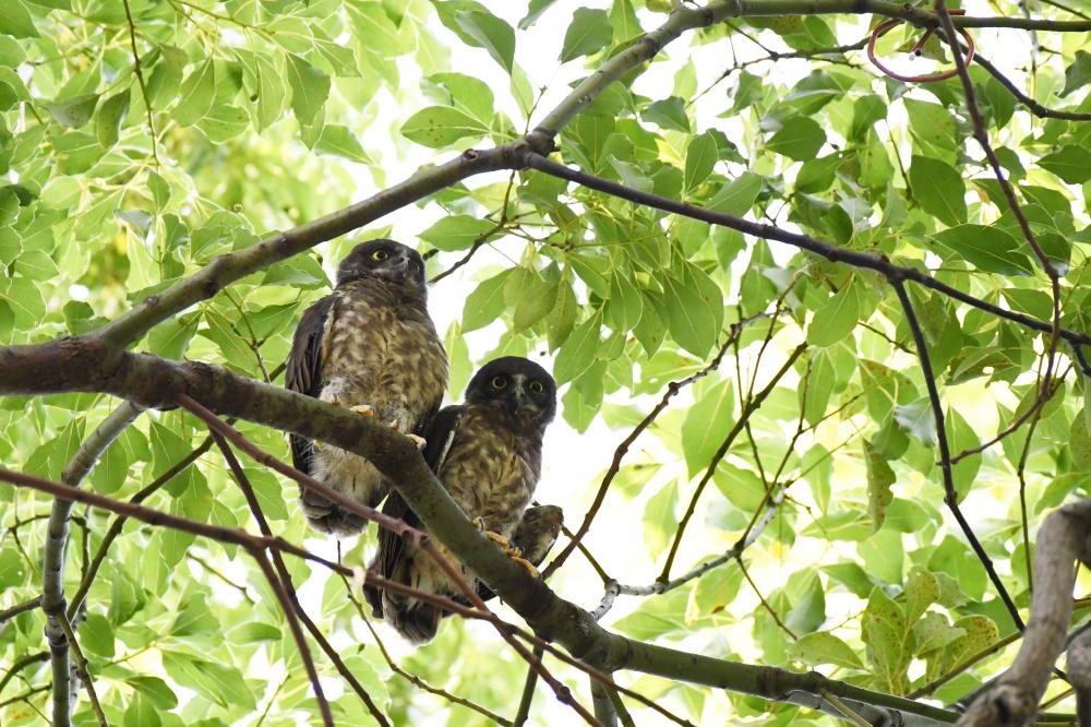 アオバズクのヒナ2羽