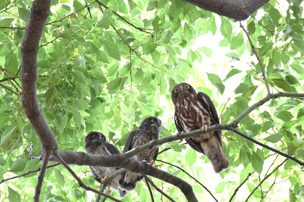 アオバズクのヒナ3羽